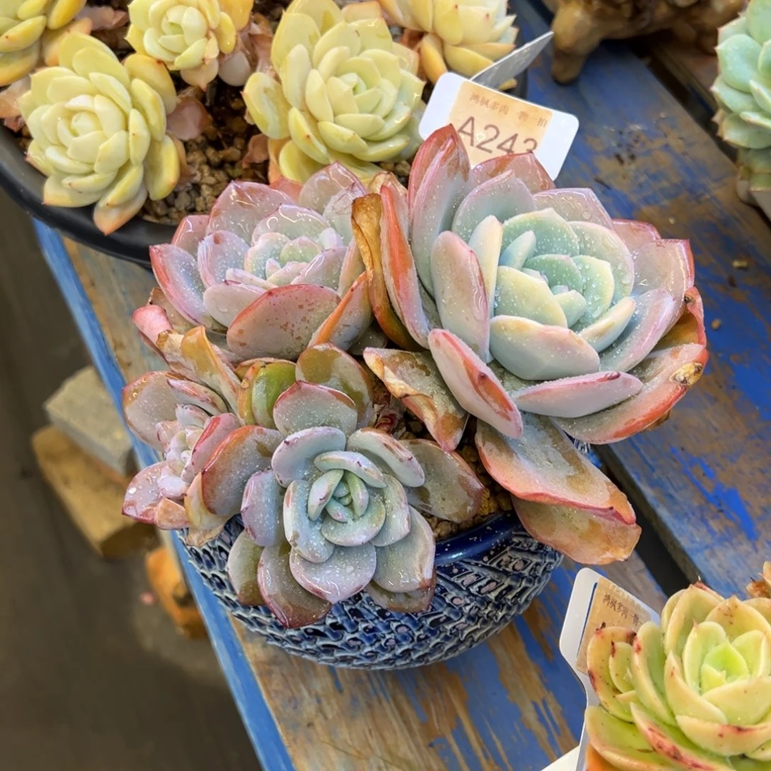 奶茶带锦，，，，，，，，，，，，，，，，