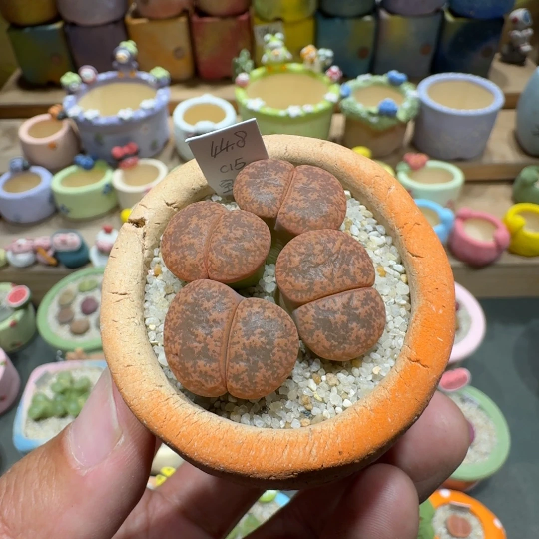 蘑菇1497保留玉多肉植物