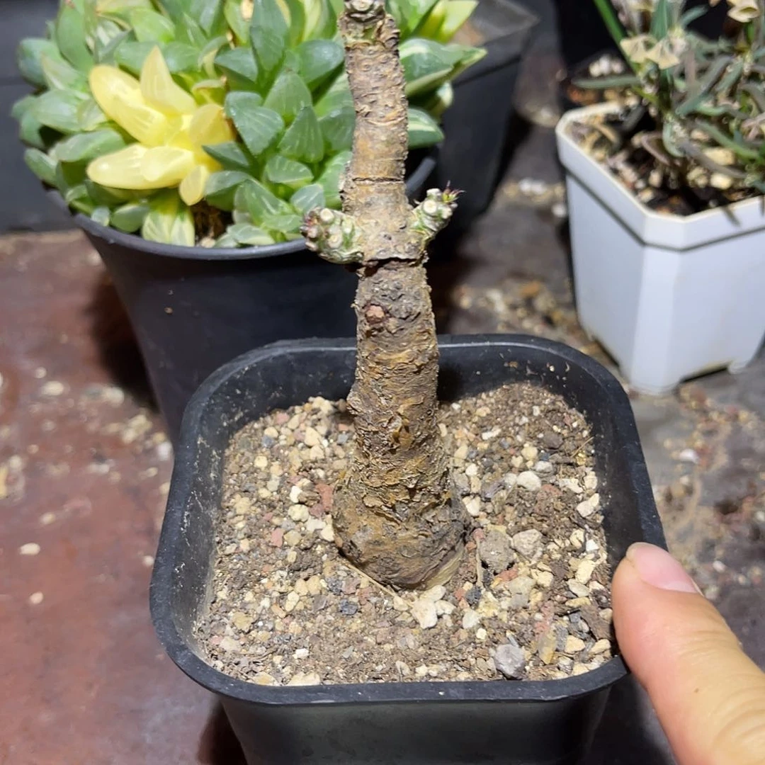 白象大老桩一物一拍下单包邮