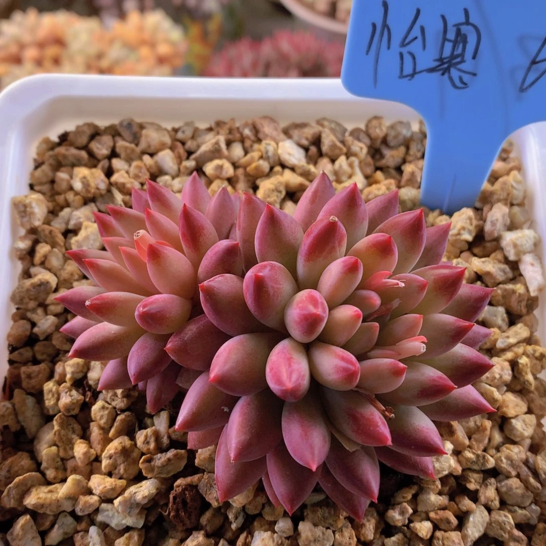 我家的小姐姐们都是我的小可爱