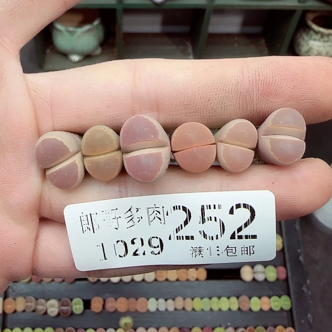 满满18包邮1029-252