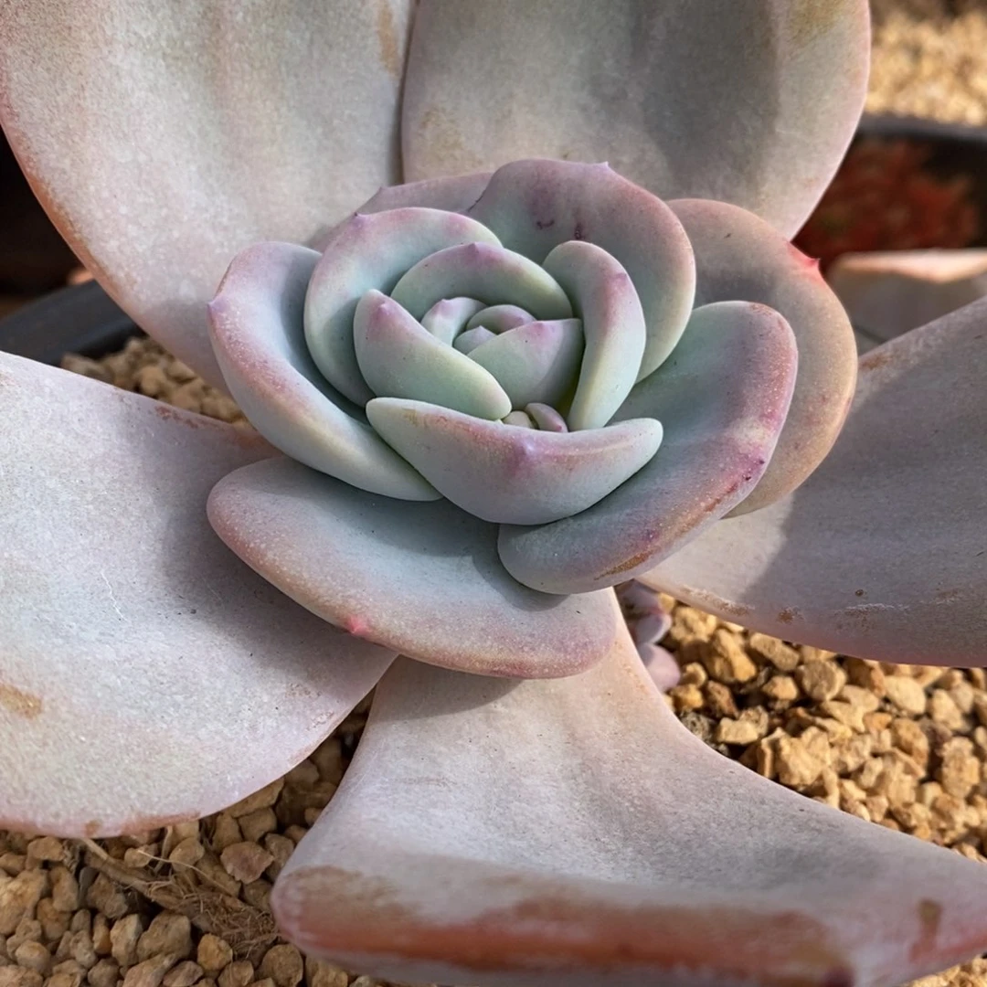 明*奶茶多肉植物