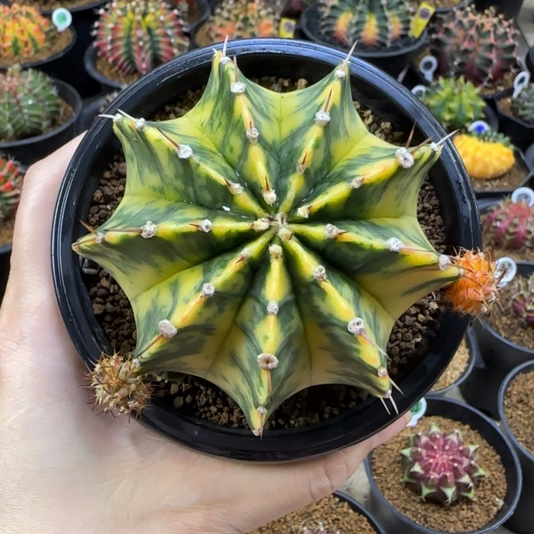 泰系实生肋骨锦，福利价