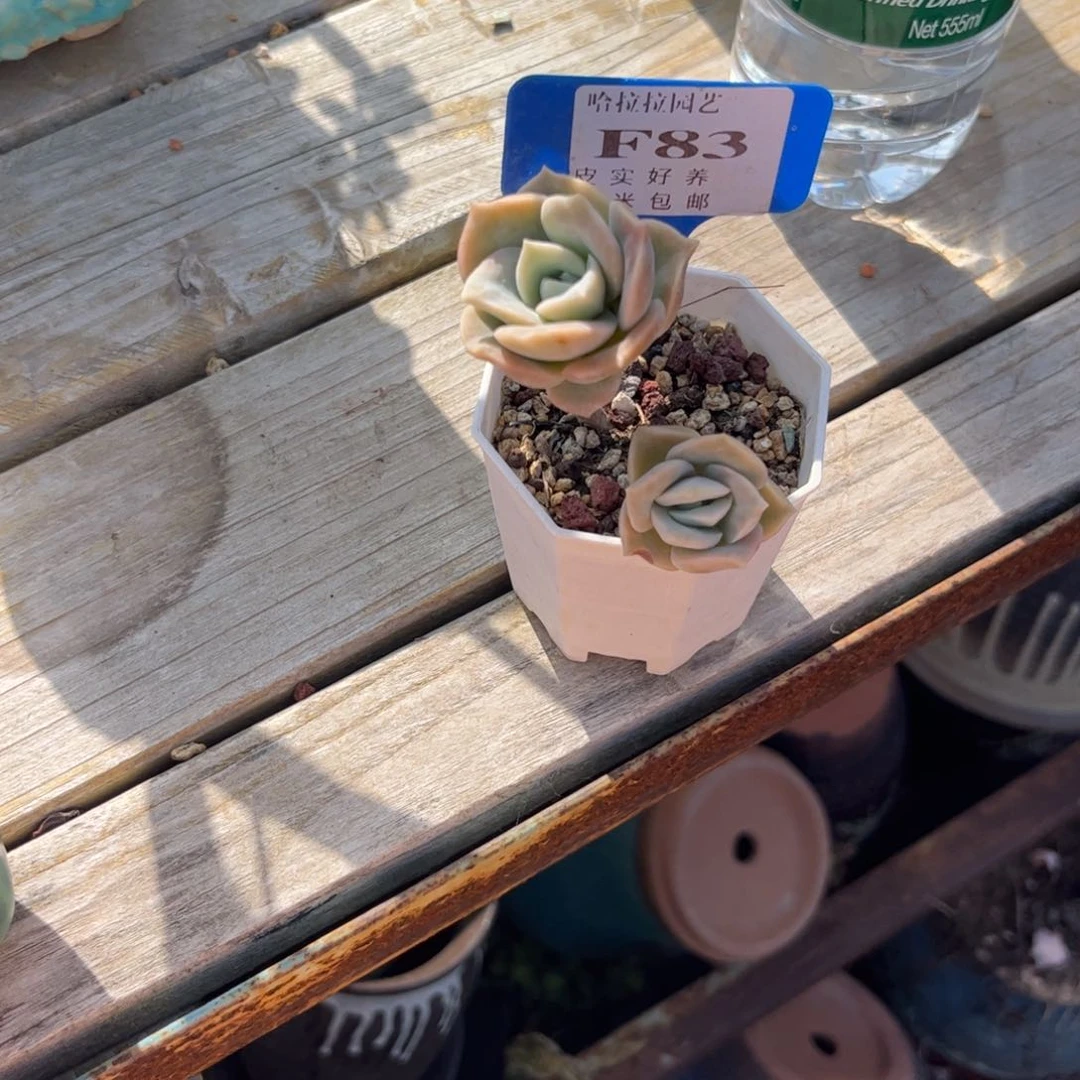 琴*多肉植物1111111111