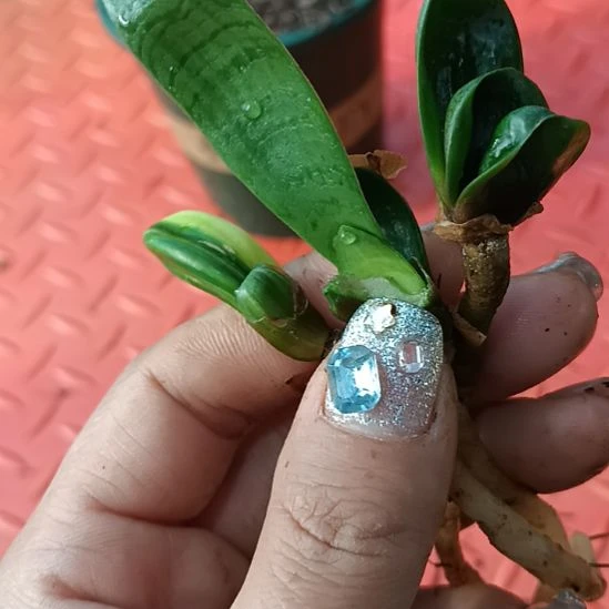 奇*特色花卉君子兰小苗