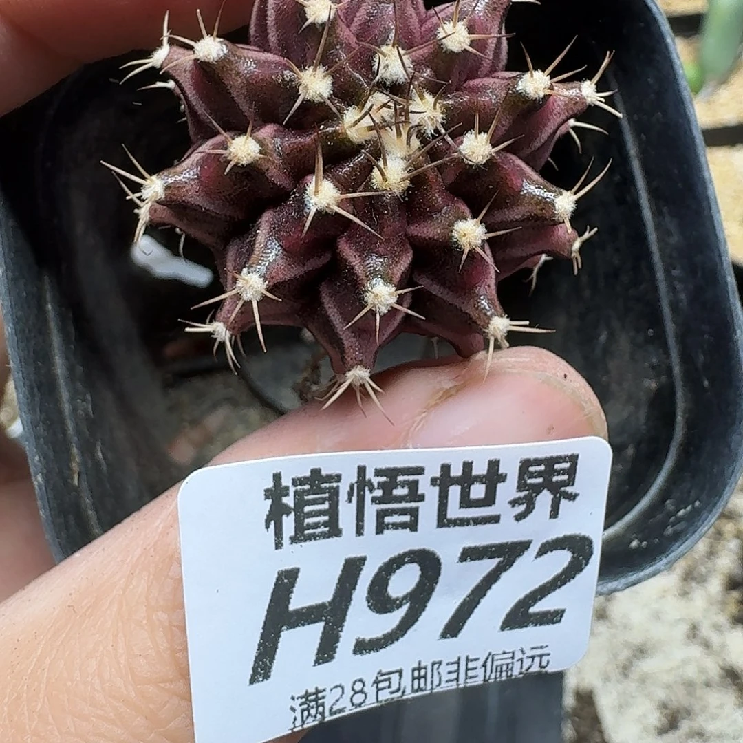 多肉植物多达fvbnn