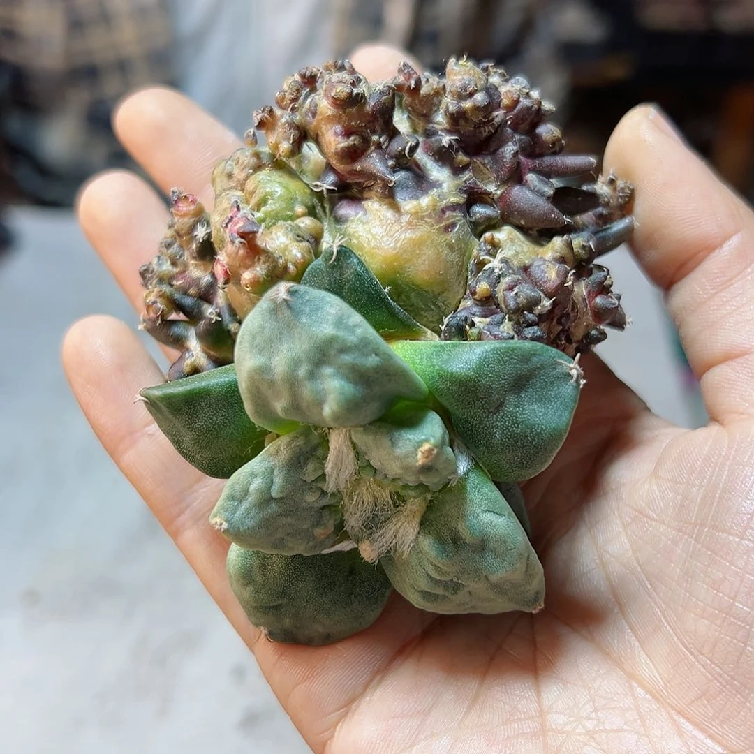 3日27号怒涛石化无根7.5公分