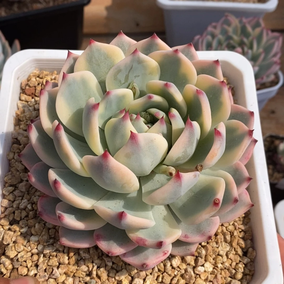 丫*?吉娃娃锦多肉植物