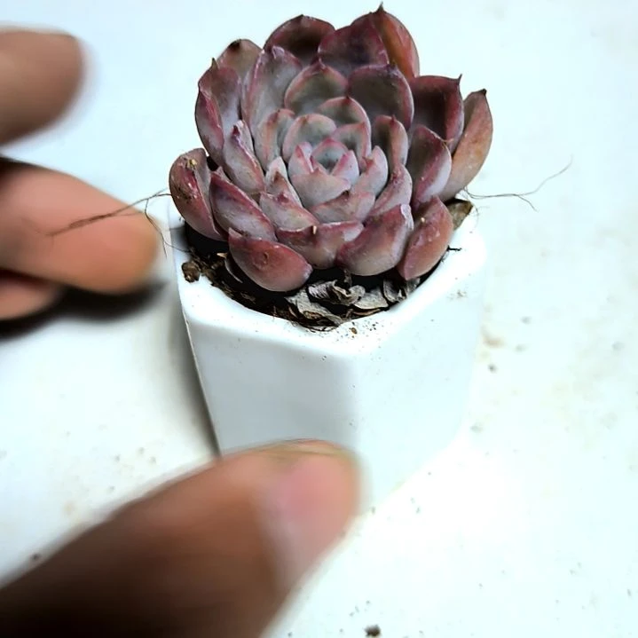 满6元包邮，粉色爱恋俩颗