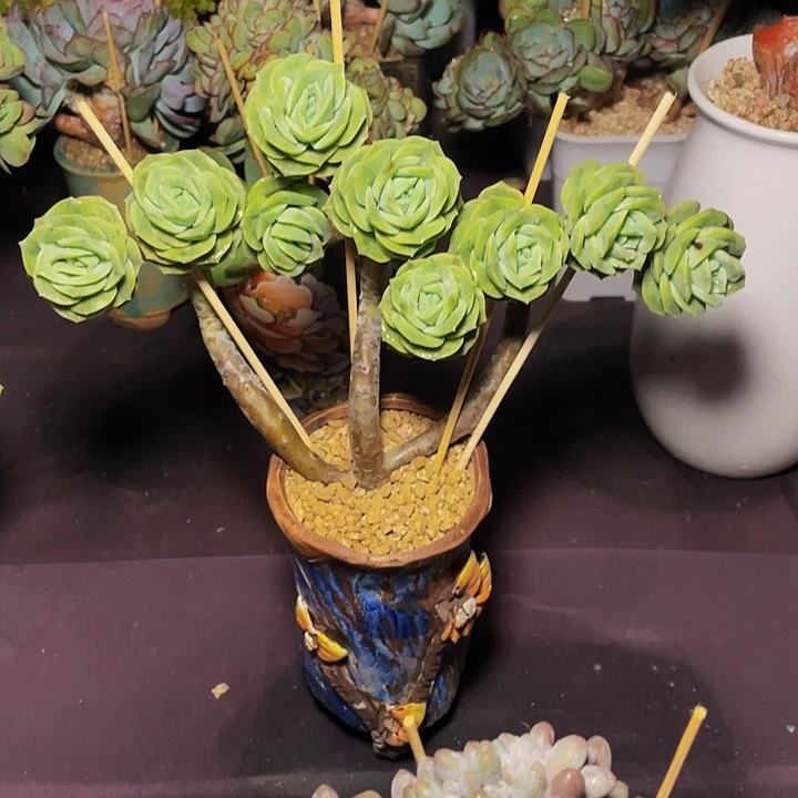 张***张多肉植物可爱玫瑰寄养