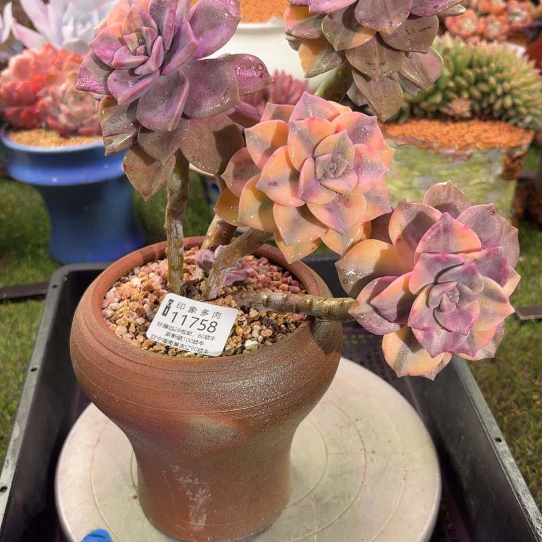 多肉植物11758ffggu