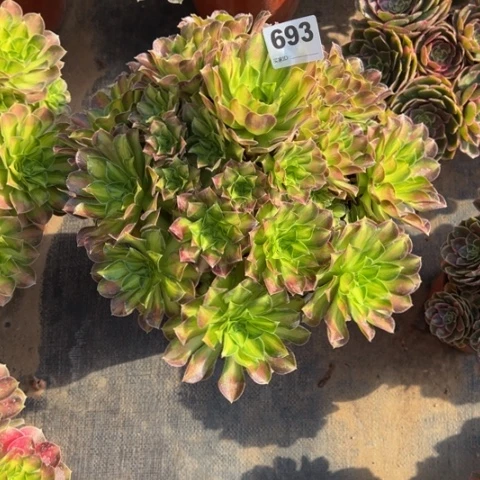 漠***寒693韶华手捧多肉植物