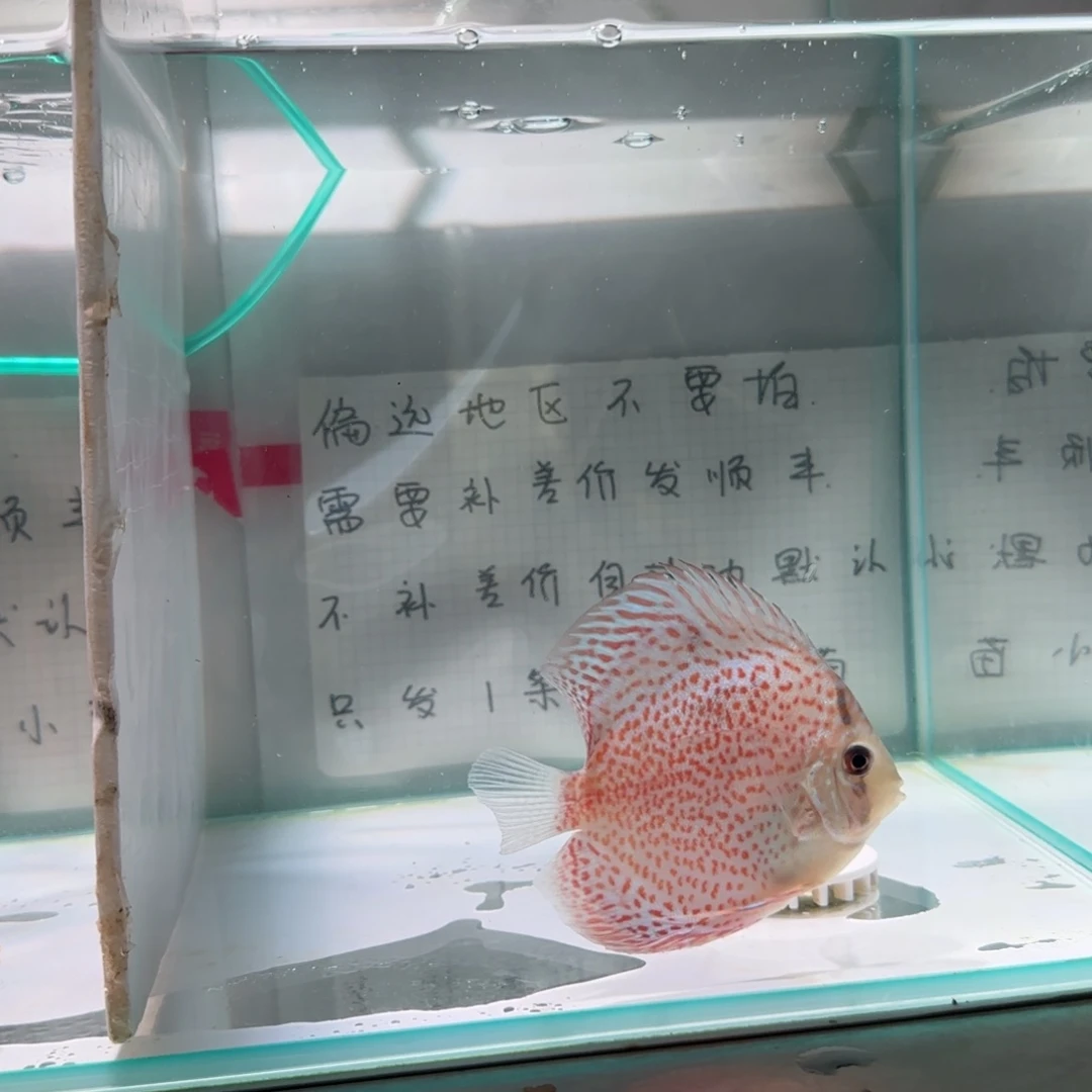 七彩神仙鱼肉身7-8偏远地区不拍
