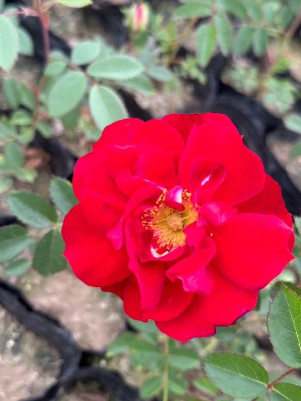 红花月季，耐寒耐热