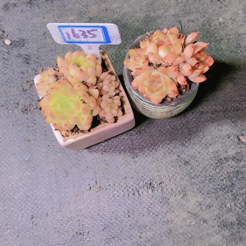 【闪购商品】?***?1635两颗