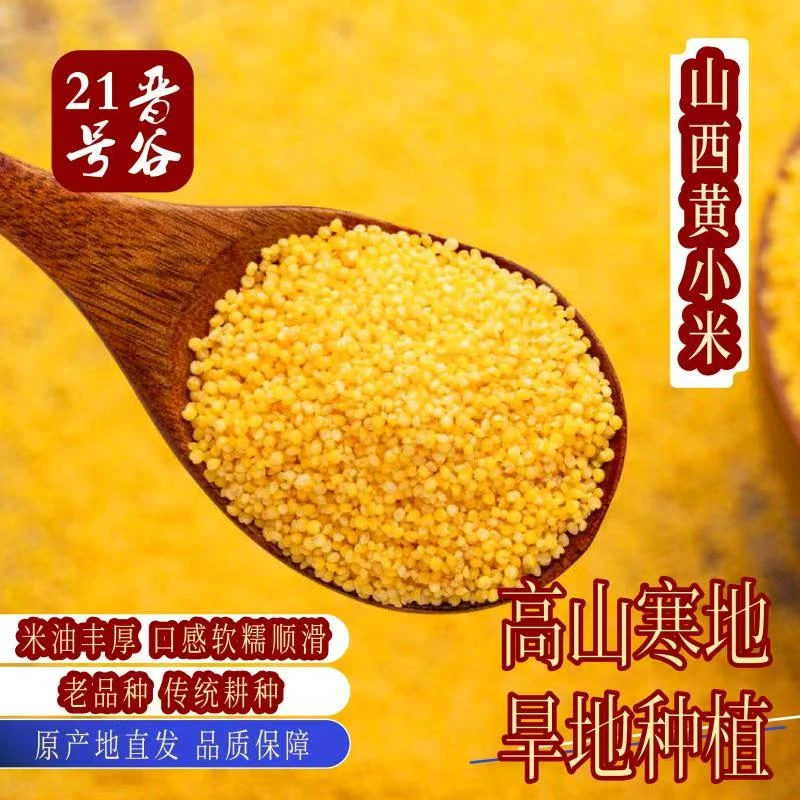 2024年山西黄小米农家金黄晋谷21号老品种油小米粗粮膳食营养