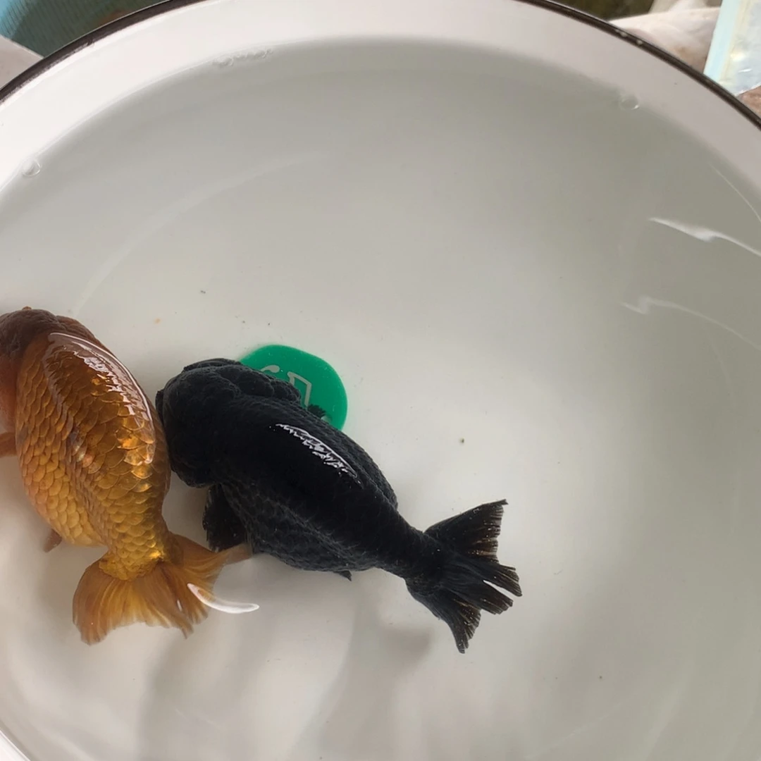 金鱼11111111111111