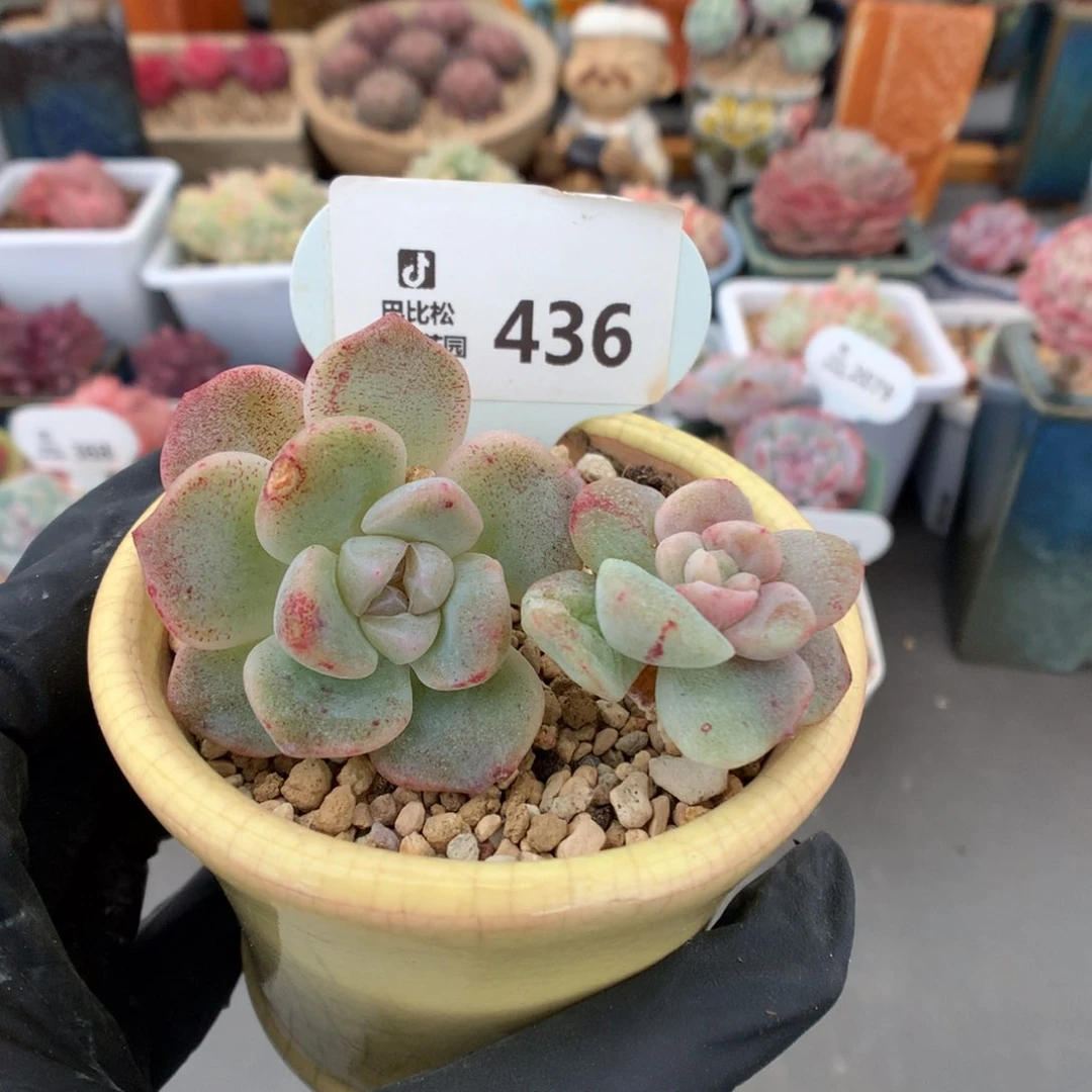 婷**?436 冰玉石化多肉
