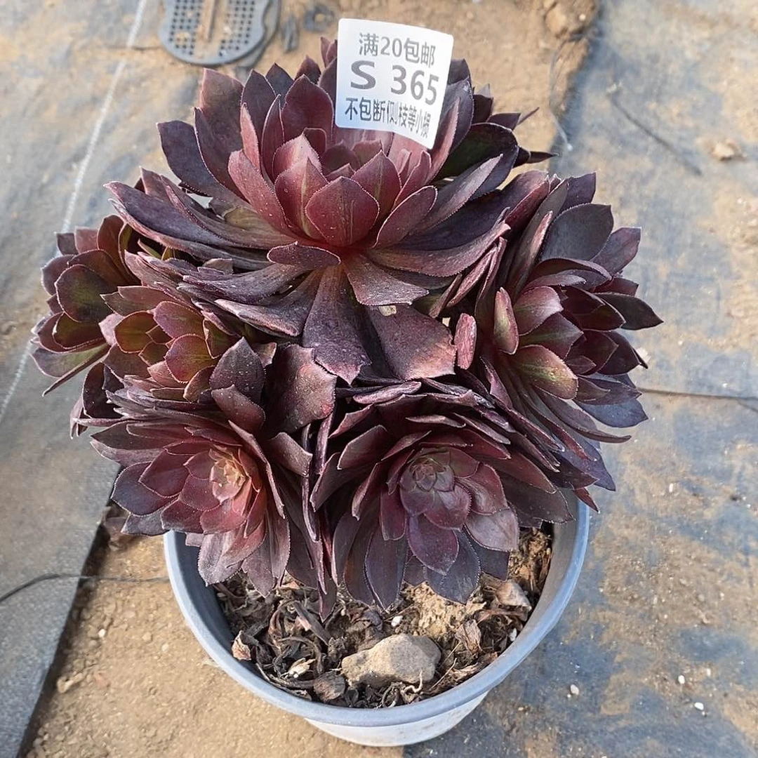 365花无缺多肉法师多肉