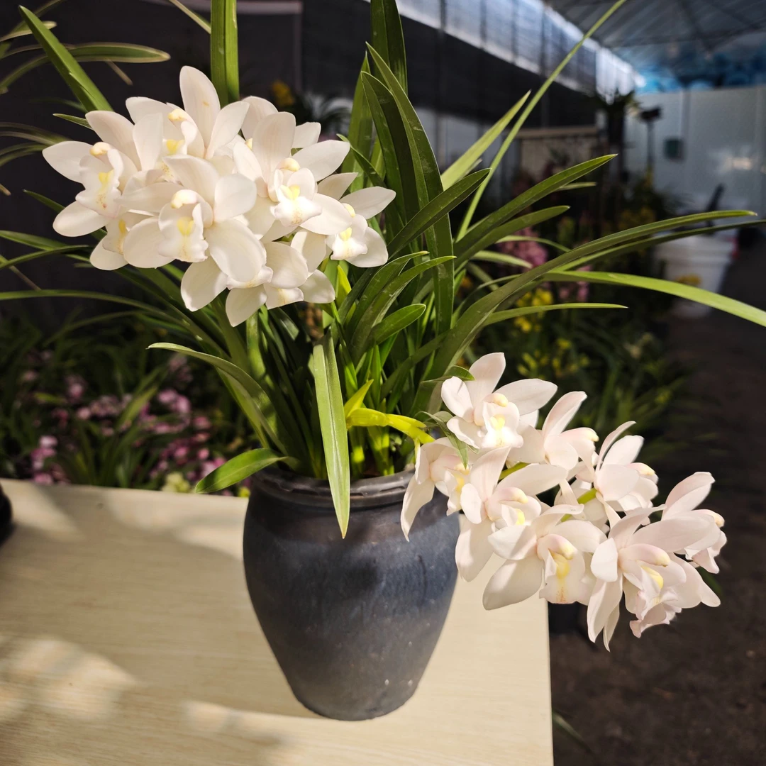 【基地精选】 白玉香兰 桌面款 年宵花好养 耐养 云南昆明 基地发货