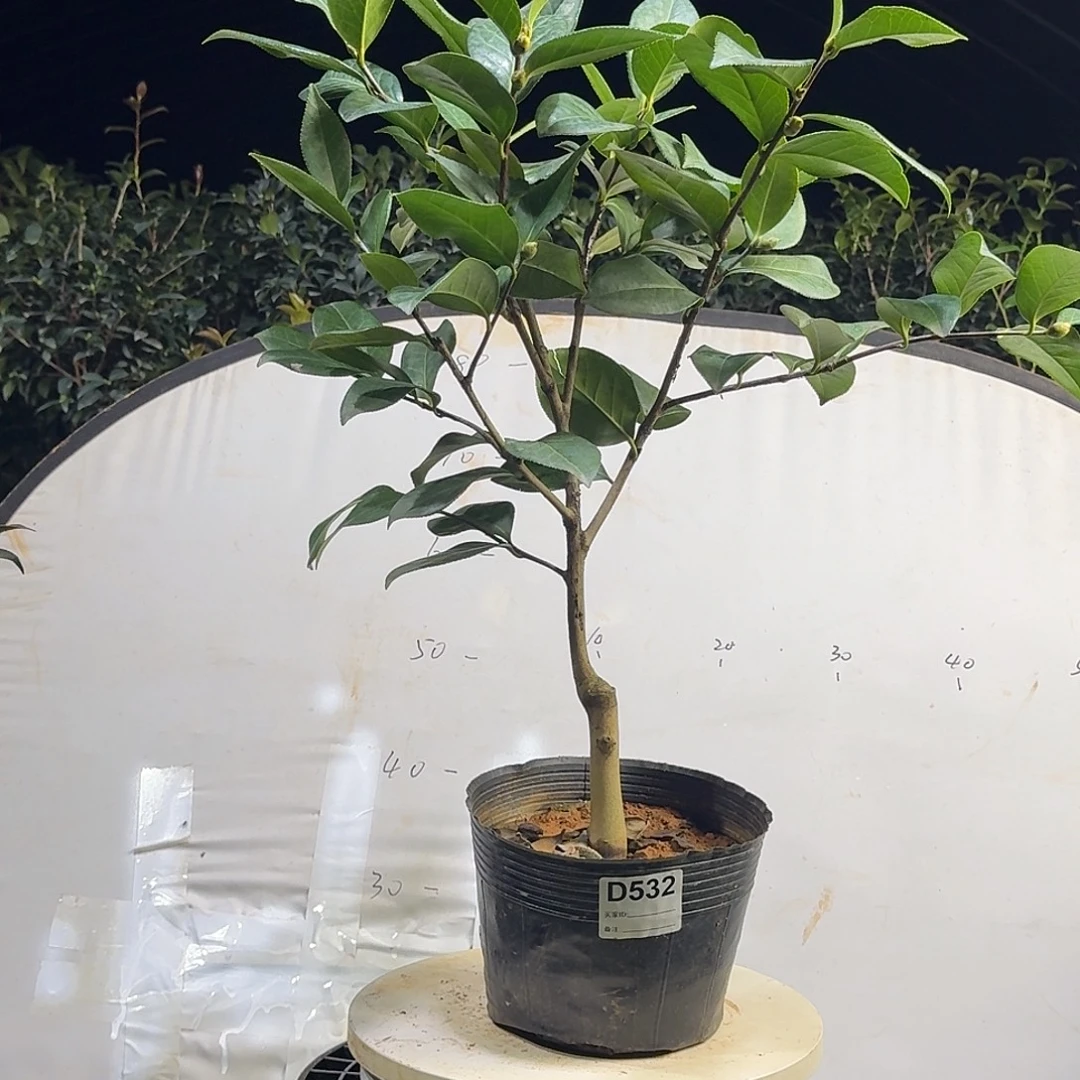 无花朵532姚光魏紫68.8