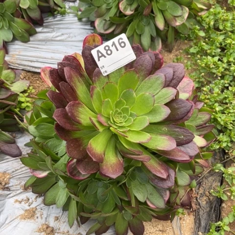 多肉植物莲花座捧花