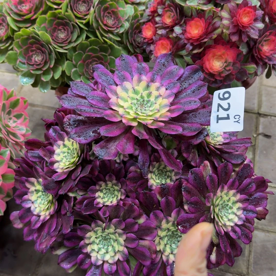 多肉植物921辉煌 法师