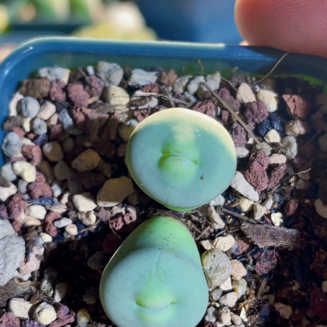 双头玻尿酸大嘴嘟嘟嘴植物一物一拍