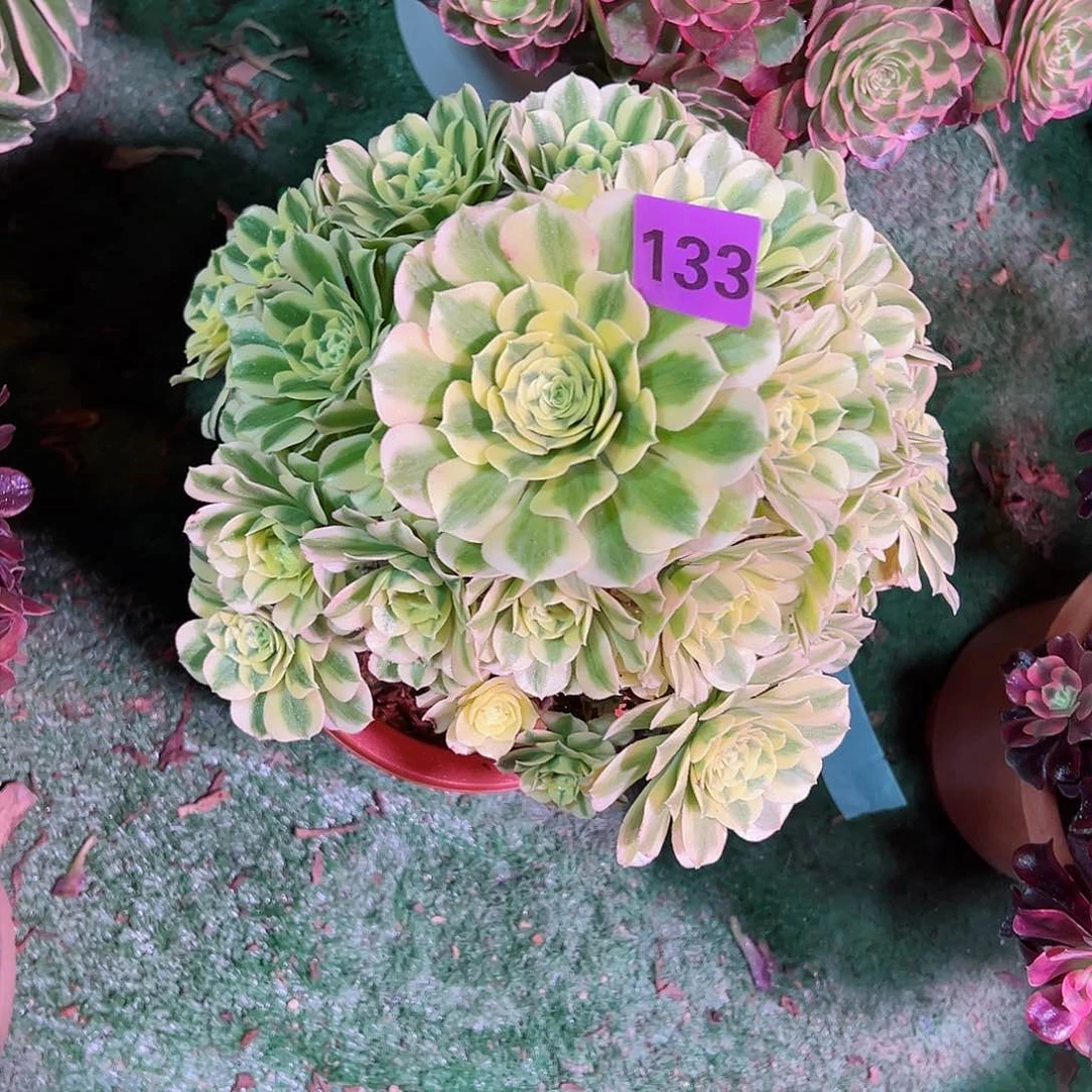 133迈巴赫法师多肉