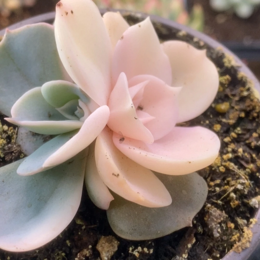 508双子座锦锦锦锦锦锦锦