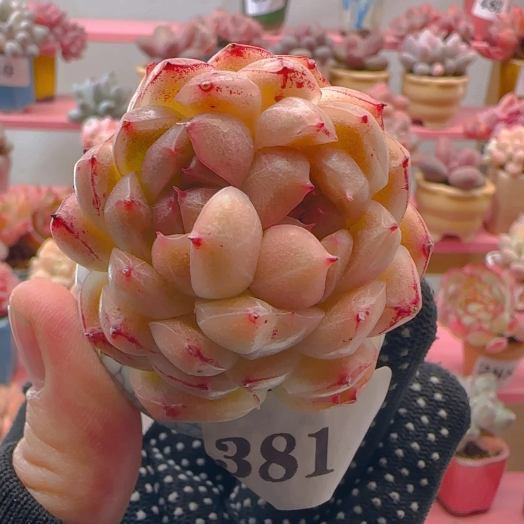 双心麦秆381 ，带盆土发货，满38包邮非偏远。