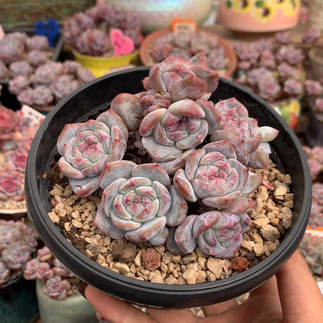 哈哈哈哈哈哈哈25