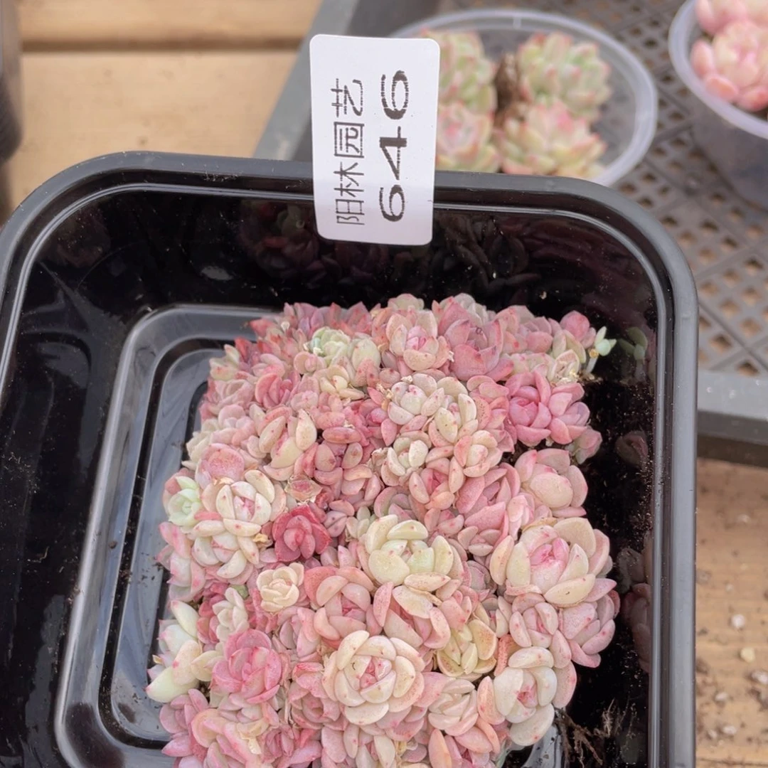 多肉植物多肉植物646