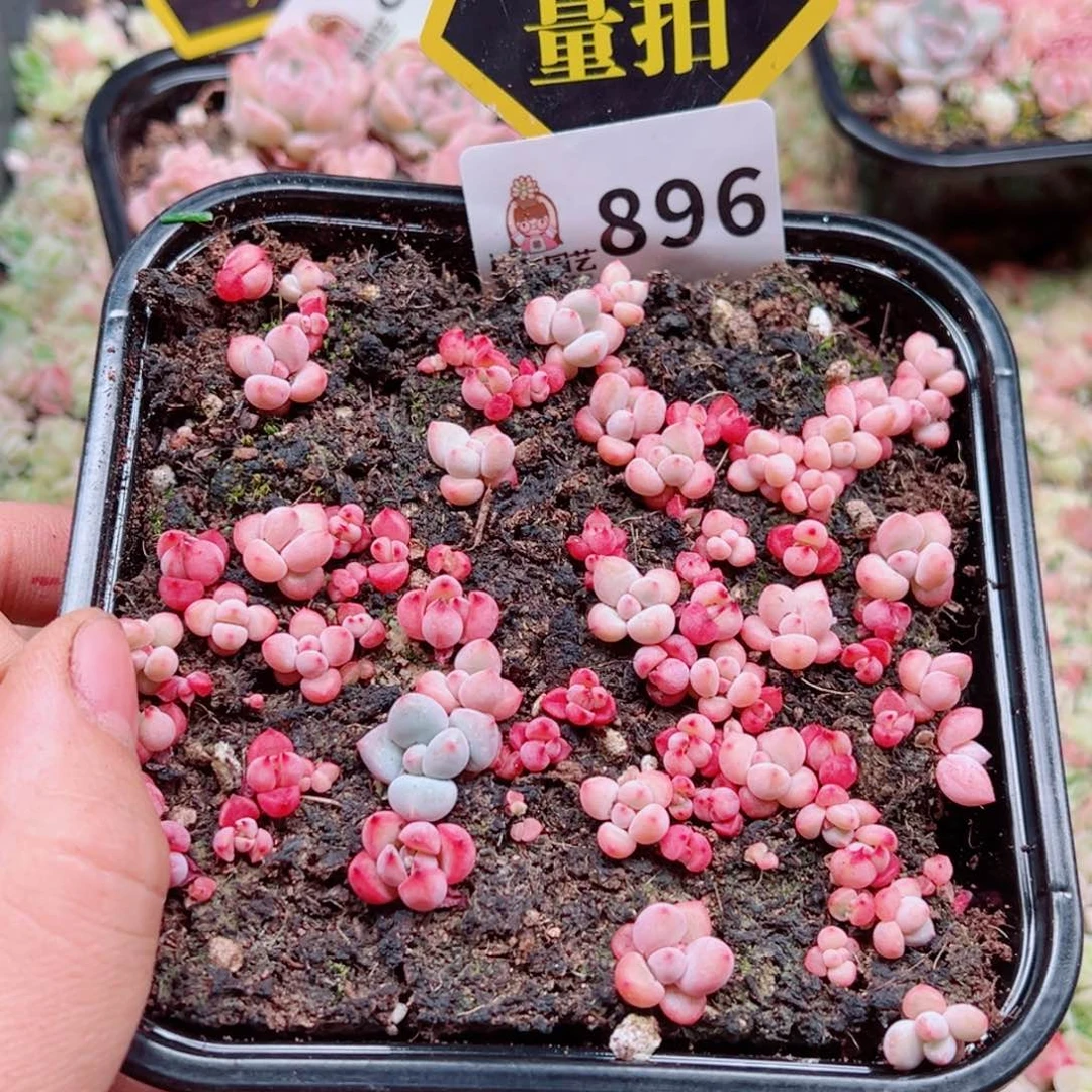 多肉植物多肉植物