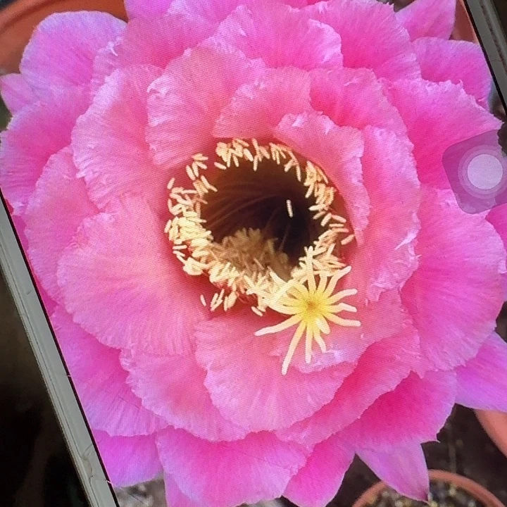 糖果侧芽5公分左右毛花柱（20包邮）
