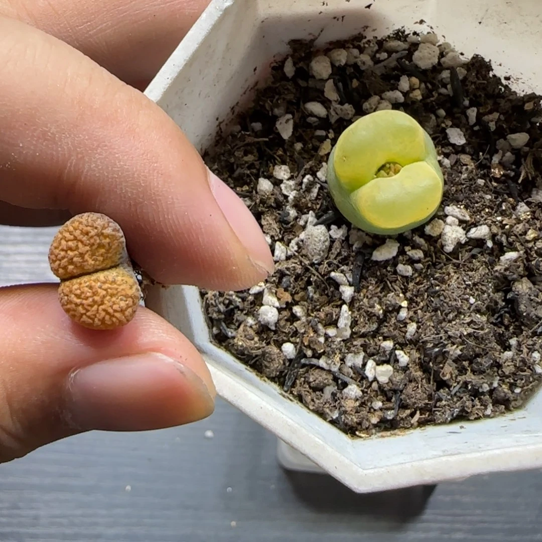 叶***.10.24。  毛➕蛋糕风铃。  2001