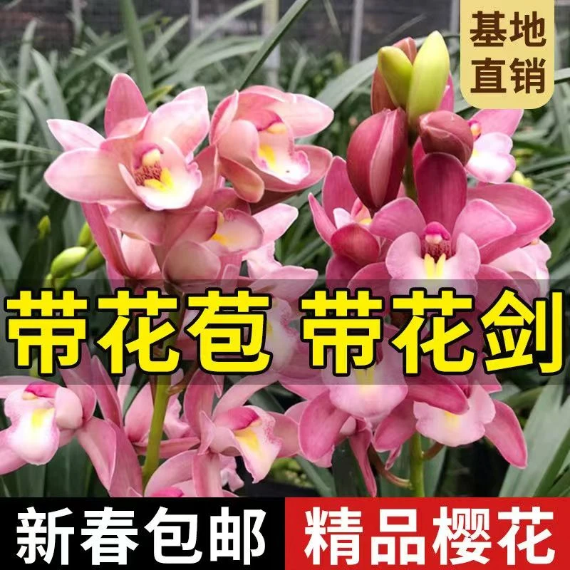 （3-4支花剑）浪漫樱花 新手好养活室内兰花绿植盆栽基地直发