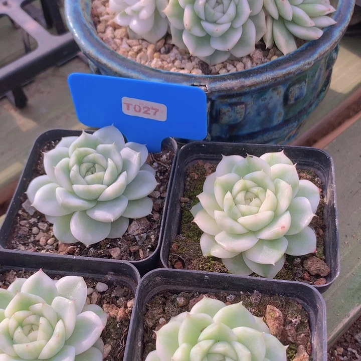 t027珍妮麦白瓷锦单