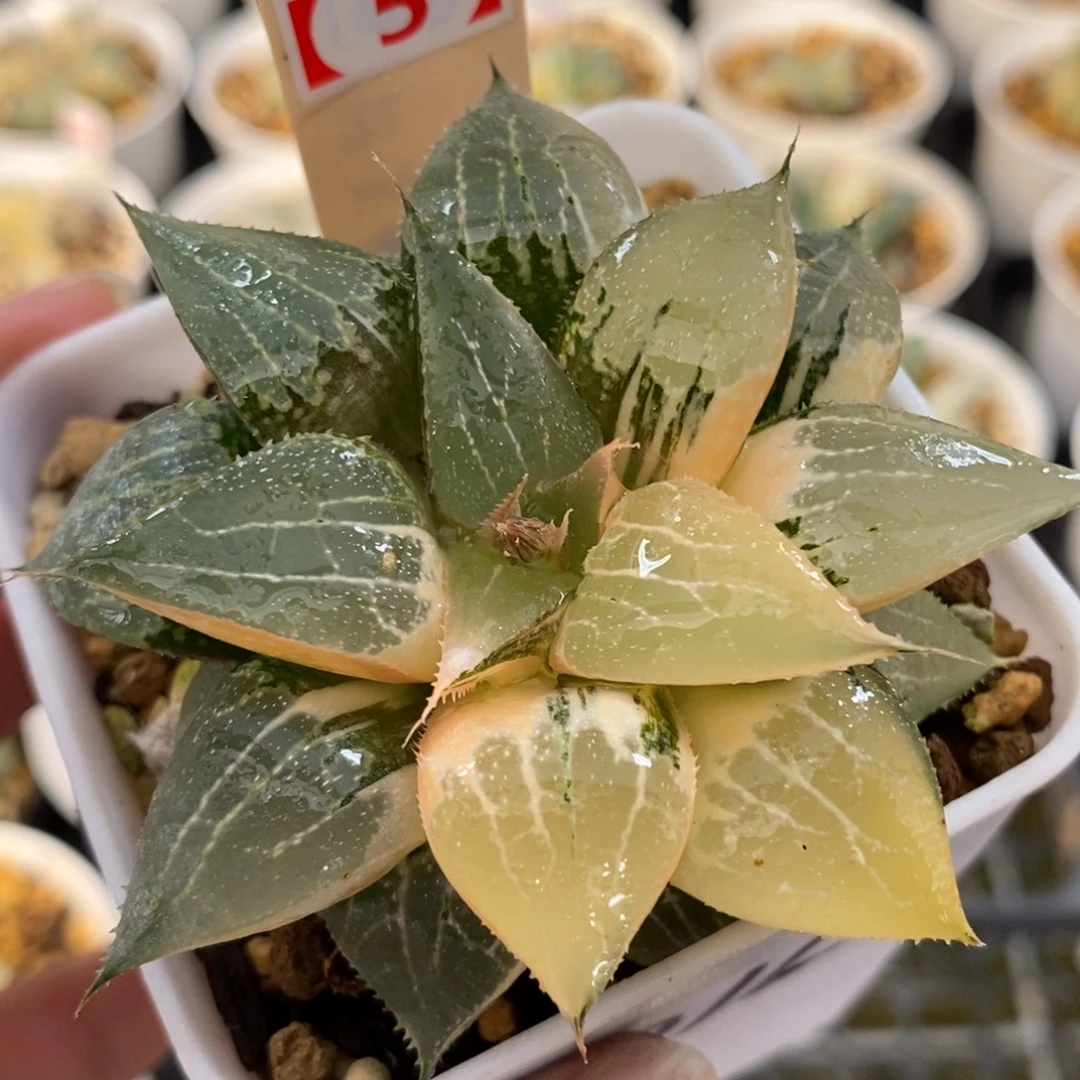 40-5实生寿锦一物一图