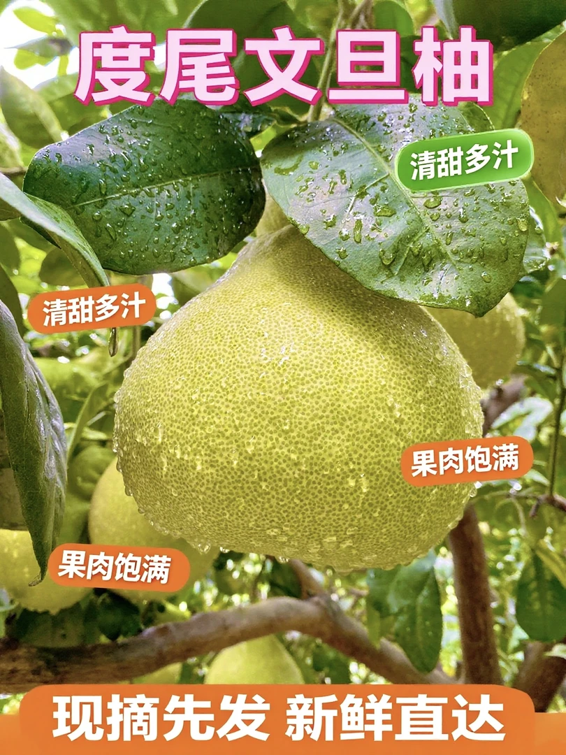 【中大果】正宗仙游度尾文旦柚当季老树果园现摘新鲜水果送礼