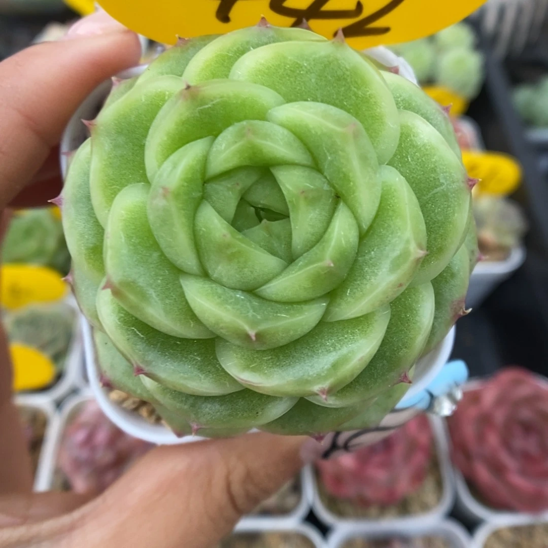 蜜蜡麦秆可拍442号