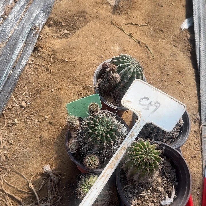 回***忆浓桃毛花柱彩草10的