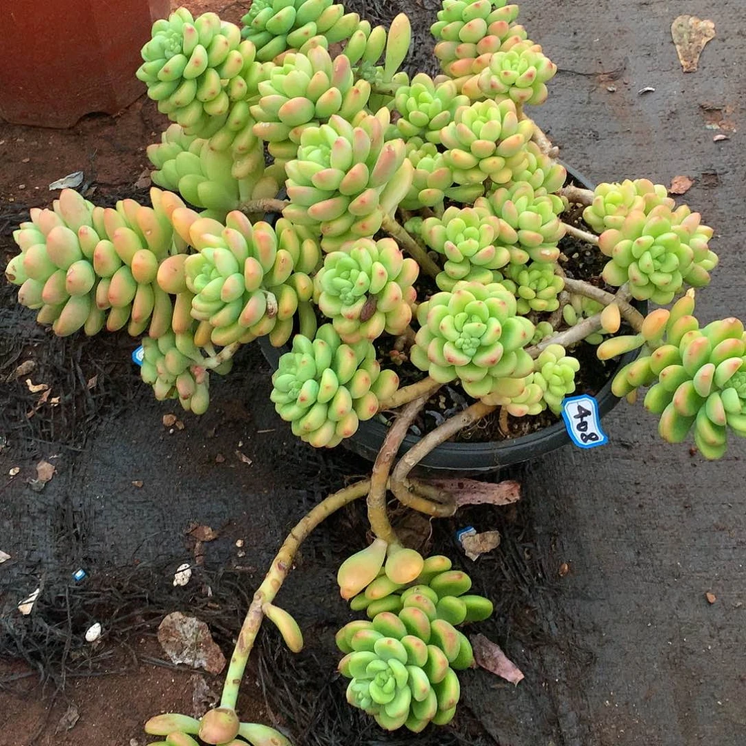408香格里拉 一物一拍多肉