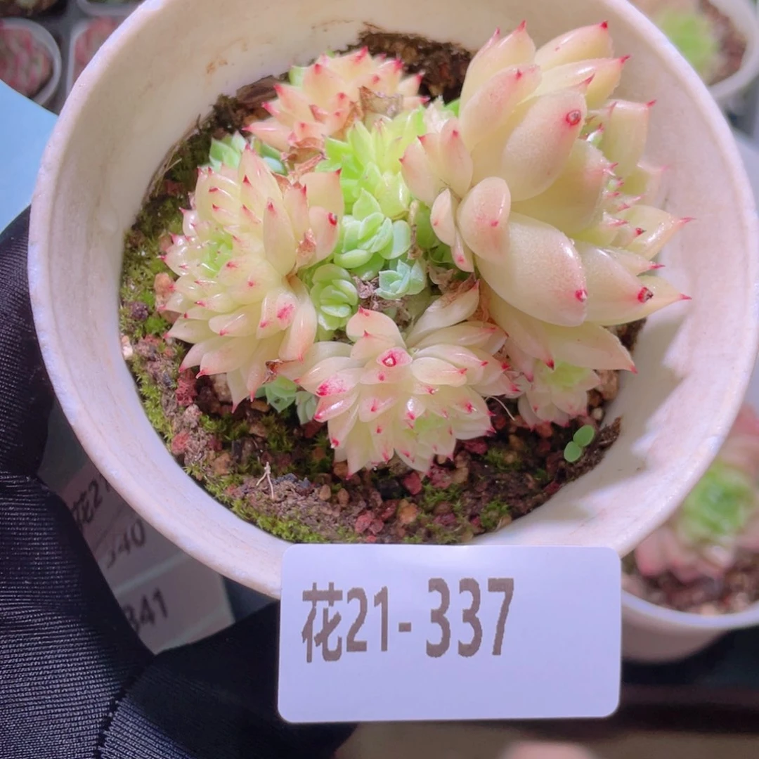 花利美21-337麦秆