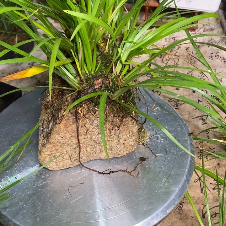 无花朵松***天菖蒲这就是所谓一次