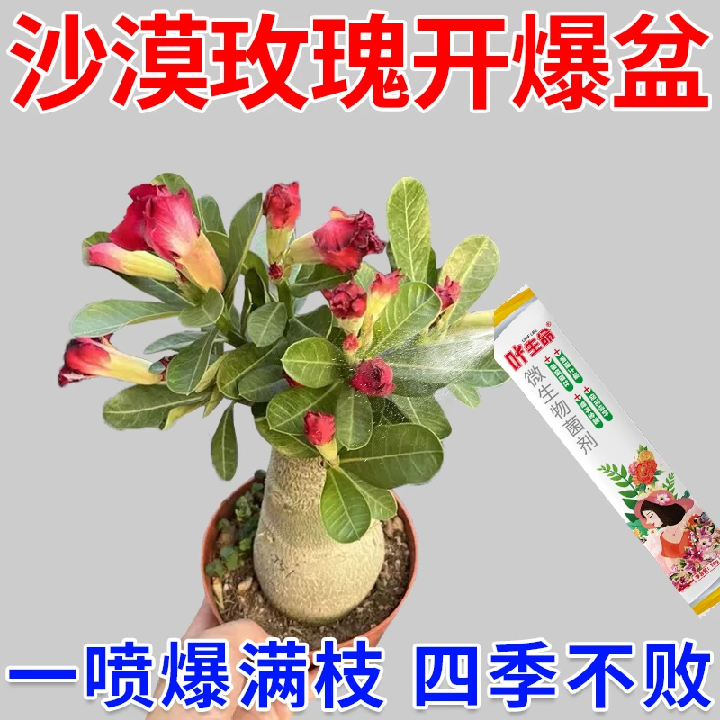 沙漠玫瑰专用黄叶掉叶枯枝不开花专用绿叶壮苗促开花微生物菌肥