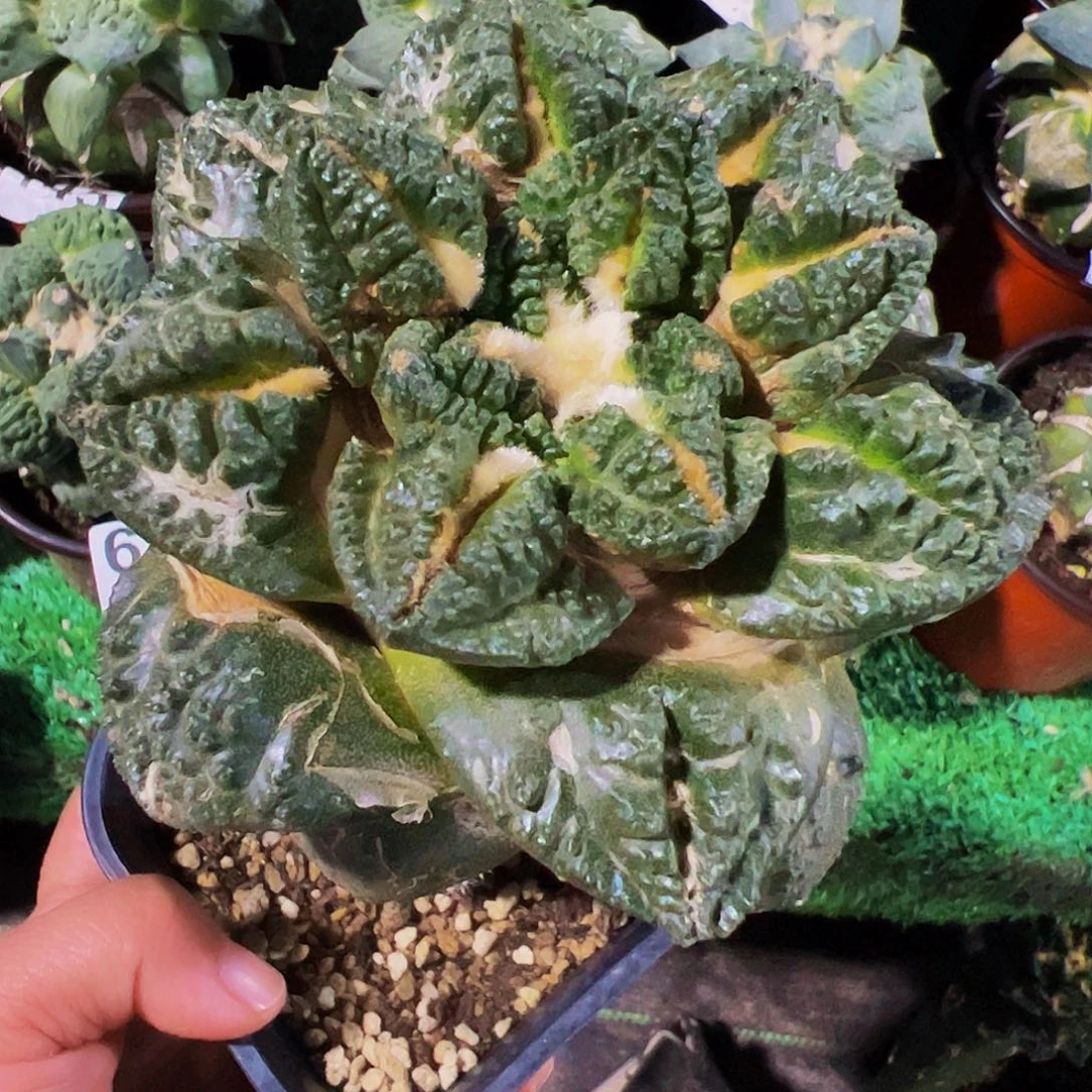 无花朵福利隔尤龟甲牡丹706