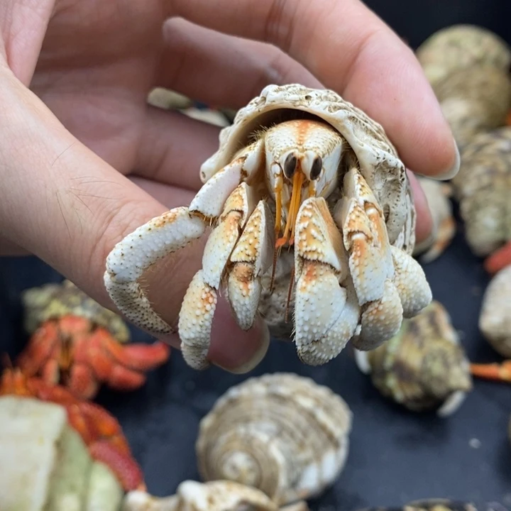 2.6口一线天西柚粉毛里求斯
