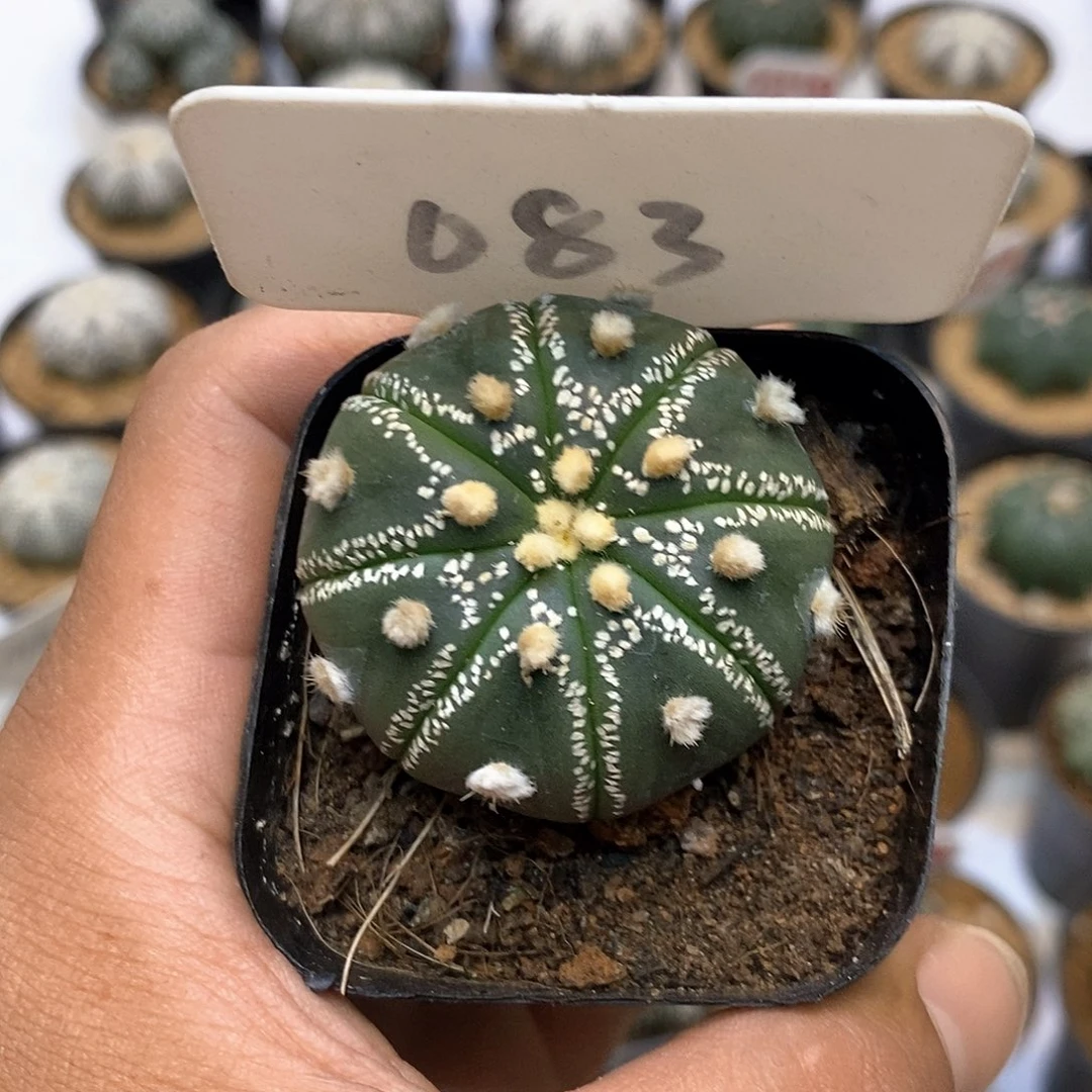 083开播时间周一晚特价