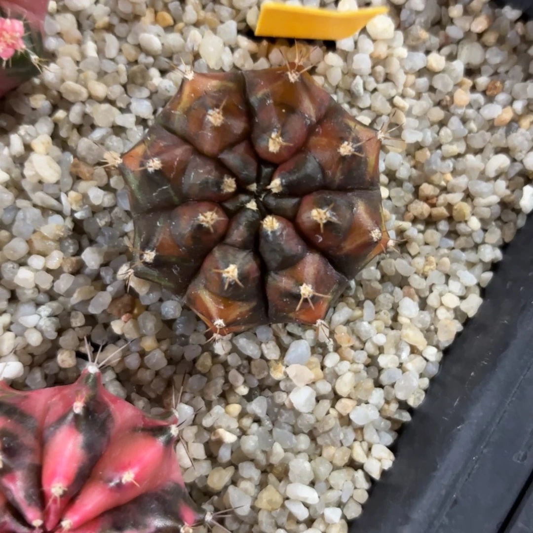 140-0104泰国发货多肉